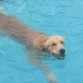 aqui en la piscina le encanta ir x la pelota de tenis!!